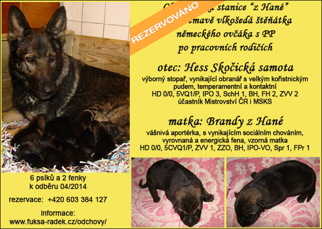 Brandy